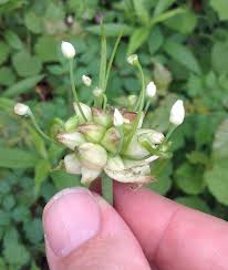 More content from plant identification Foraging Texas Onion Wild