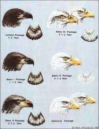 Birds With White Heads And Tails Pin By Pamela Lowrance On Raptors Bald Eagle American Bald Eagle Eagles