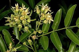 Image result for Xanthocercis zambesiaca