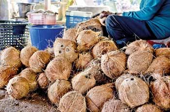 පොල් මිල පාලනයට රජය මැදිහත්වීමේ අවශ්‍යතාව - Lankadeepa Online
