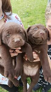 Superior akc champion blood lines, ofa health certified, calm and intelligent labrador retrievers. Labrador Retriever Puppies For Sale Houston Oh 276696