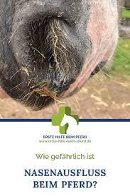 Einige davon sind vollkommen harmlos, andere weisen auf erkrankungen hin. 370 Reiten Aber Bitte Gesund Ideen Pferd Reiten Pferdetraining
