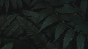 Tons of awesome green aesthetic laptop wallpapers to download for free. 27 Green Aesthetic Wallpapers Wallpaperboat