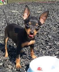 Teacup Doberman Pinscher Reallycutedogsandpuppies Miniature Pinscher Puppy Miniature Doberman Pinscher Doberman Pinscher Puppy