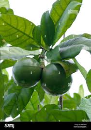 Image result for Turraea holstii