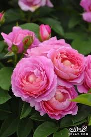 احلى صور ورود 2019 جوده عالية صور زهور منوعة اجمل صور ورد ملونة 2019 Beautiful Roses Hybrid Tea Roses Beautiful Flowers