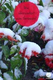 Geranien Uberwintern Schneiden Und Pflege Plantura Geranien Pflanzen Blumenarten