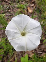 Image result for Ipomoea adenioides