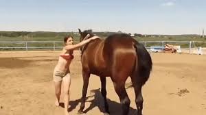 This Horse Helping The Girl Get On Gif Horses Funny Animals Beautiful Horses