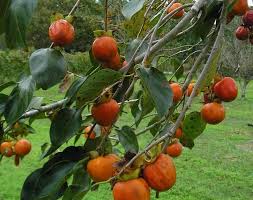 4k and hd video ready for any nle immediately. Honan Red Persimmon Tree Just Fruits And Exotics