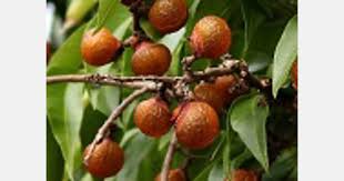 Image result for Sapindus