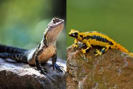 Check spelling or type a new query. Mengenal Salamander Hewan Amfibi Yang Mirip Kadal