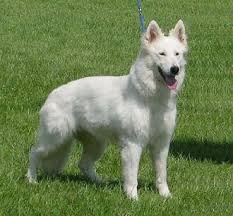Download alsatian dog images and photos. Working German Shepherd Dogs White Shepherds