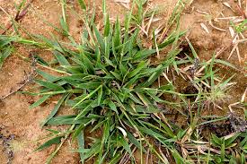 Image result for Sporobolus coromandelianus