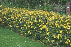 Arbuste Fleur Jaune Arbustes A Fleurs Fleurs Jaunes