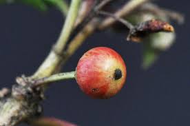 Image result for Ilex mitis