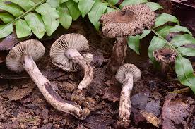 Image result for Russula sp