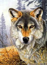 Al Agnew Hungry Wolf Colors Wolf Pictures Wolf Art