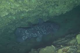 Image result for Coelachne africana