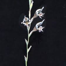Image result for Gladiolus permeabilis