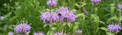 Image result for Monarda didyma