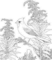 Coloring Pages Of Backyard Birds Site Has Lots Of Different Birds Bird Coloring Pages Flower Coloring Pages Coloring Pages