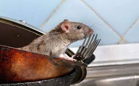 Farenin içine göz atarsanız, silindirler üzerinde birikmiş olan toz ve kiri hemen göreceksiniz. Sican Ve Farelerin Zararlari Nelerdir Fareolduren