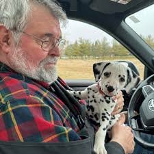 dassies acrobatic agility and behavior