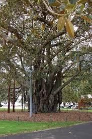 Old Albert Moreton Bay Fig Tree Planted In 1883 Devonport Nz The Beautiful Country Fig Tree Plant Happy Places