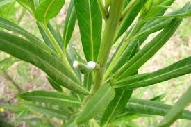 Image result for Gomphocarpus glaucophyllus