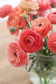 Beautiful Flowers On Twitter Flowers Beautiful Flowers Pretty Flowers