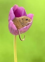 It isn't unusual to have mice in the garden, especially when there is a ready supply of food. Macro Photography Series Captures Tiny Harvest Mice Playing In Tulips