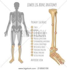 These give structure to the body. Lower Leg Bone Vector Photo Free Trial Bigstock