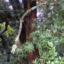 Image result for Podocarpus latifolius