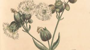 Image result for Silene kiwuensis