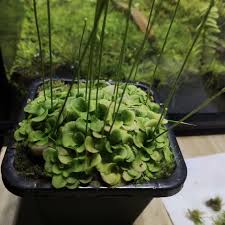 Image result for Genlisea