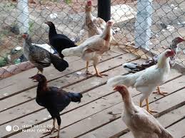 Näytä lisää sivusta nati facebookissa. Pure Country Nati Chicken By Healthy Meat Farms Nati Chicken From Chikballapur Id 4443305