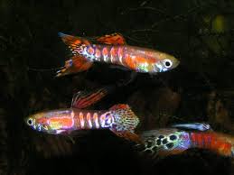 Like And Share If You Think It S Fantastic Thanks For Visiting Us At Https Www Aquafood Co Uk In 2020 Guppy Fish Aquarium Fish Freshwater Aquarium Fish