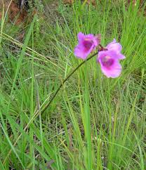 Image result for Eulophia cucullata