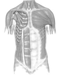 Overview for rating torso and neck muscle conditions the slight to severe scale. Muscles Of The Chest