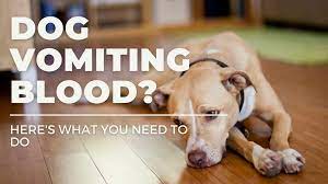 Dog Vomiting Blood Here S What You Need To Do Dope Dog