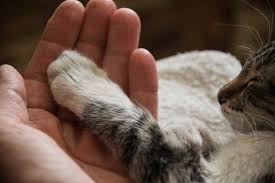 These claws could extend to almost a foot in length for use in close combat and dominance killing. 5 Reasons Your Cat May Have A Swollen Paw Lovetoknow