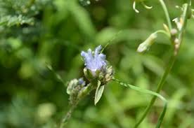 Image result for Sida dregei