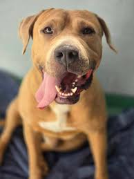 This big, snuggly boofhead is Bear 🧸 This 2 year old Amstaff boy is very  playful and likes making doggy friends. He may prefer polite female dogs as  walking buddies who will