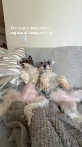 Daisy’s side eye was crazy #fyp