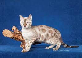 Bengal Cats In Mn Bengal Kittens For Sale Bengal Breeders In Mn Bengal Kitten Kitten For Sale Bengal Kittens For Sale