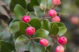 Image result for Cryptocarya