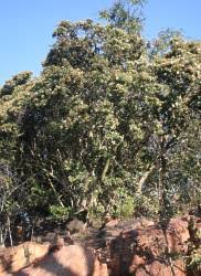 Image result for Nuxia congesta