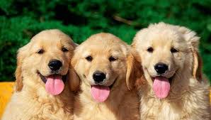 En vez de nacer al infectar un perro. Dia Mundial Del Perro Por Que Se Celebra Hoy Y Se Dice Que Son Los Mejores Amigos Del Hombre Maltrato Animal Tercer Domingo De Junio Vida Peru21