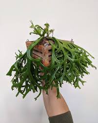 Image result for Pyrrosia